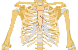 Sternum location.png