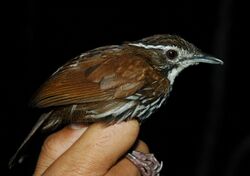 Streaked ground babbler.jpg