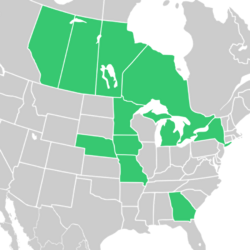 Symphyotrichum firmum native distribution: Canada — Alberta, Manitoba, Ontario, Saskatchewan; US — Georgia, Iowa, Michigan, Minnesota, Missouri, Nebraska, New York.