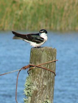 Tachycineta leucorrhoa.jpg