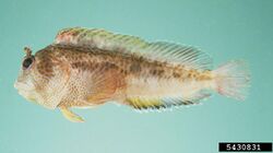 Tasseled blenny Parablennius thysanius.jpg