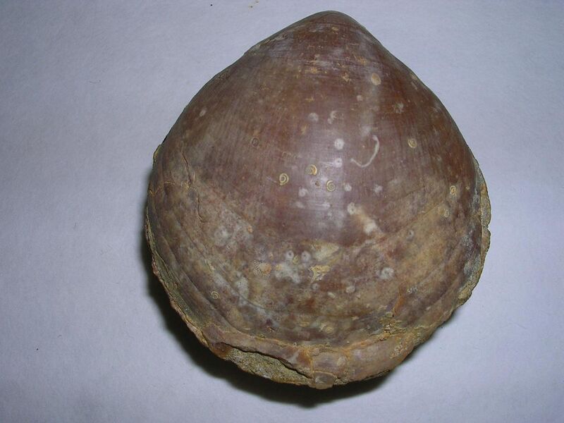 File:Terebrantula ampulla.2 - Plioceno.JPG