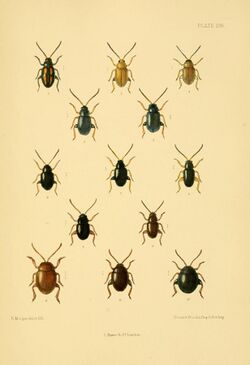 The Coleoptera of the British islands (Plate 138) (8592923224).jpg
