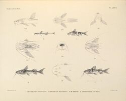 The fishes of the Nile (Pl. LXXVI) (6815508778).jpg