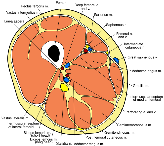 File:Thigh cross section.svg