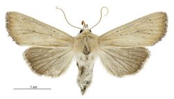Tmetolophota blenheimensis female.jpg