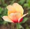 Tulipa 'Apricot Beauty' 2015 06.jpg