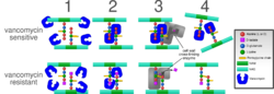 Vancomycin resistance.svg