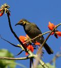 Wattled Honeyeater taveuni jun08.JPG