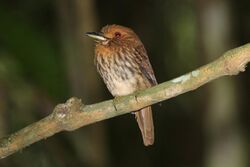 White-whiskered Puffbird.jpg