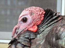 Wild turkey closeup.JPG