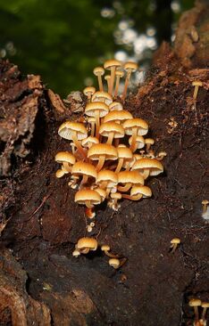 Xeromphalina kauffmanii 148587.jpg