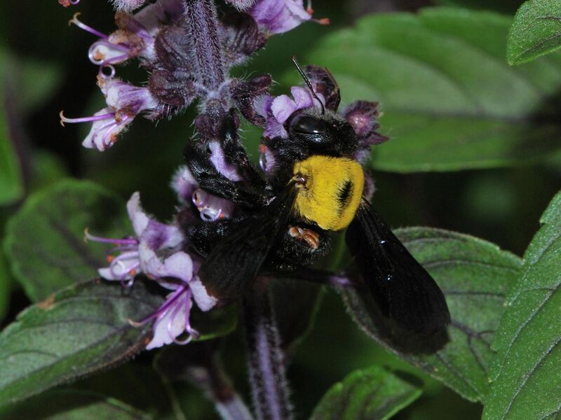 File:Xylocopa pubescens female with mites 1.JPG