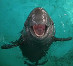 Yangtze finless porpoise, 12 February 2008a.jpg