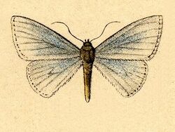 Zanclopteryx uniferata.JPG