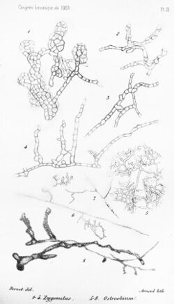 Zygomitus reticulatus, Ostreobium quekettii.jpg