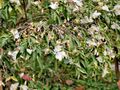 茶屬-琉球連蕊茶 Camellia lutchuensis 20210115091115 04.jpg