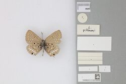 013376559 Lepidochrysops pittawayli Larsen 1983 PT 1.jpg