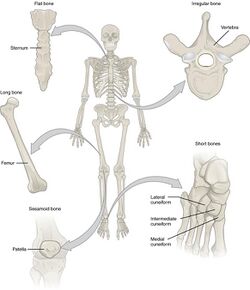 601 Bone Classification.jpg