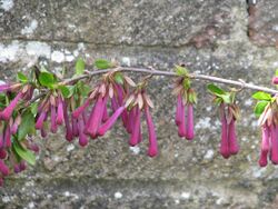 Abelia floribunda (17531456554).jpg