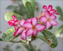 Adenium-obesum-001.jpg