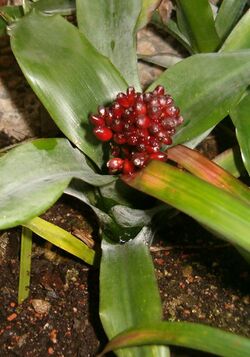 Aechmea farinosa BotGardBln 12052008C.jpg