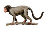 Aegyptopithecus NT.jpg