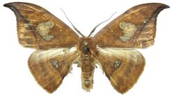 Agnidra fuscilinea - Malaysia.jpg