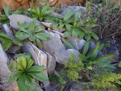 Amaryllis paradisicola 119459160.jpg