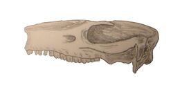 Archaeohyrax patagonicus.jpg