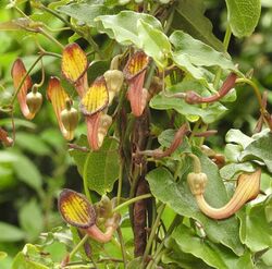 Aristolochia sempervirens RF.jpg