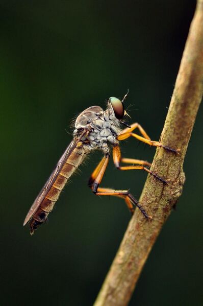 File:Asilidae Robber fly from the Anaimalai hills DSC 1473.jpg