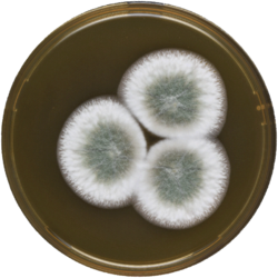 Aspergillus pseudoustus meaox.png