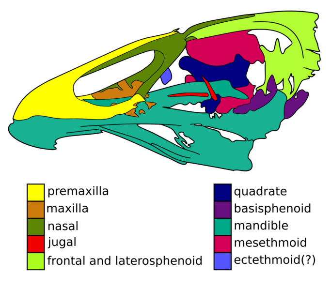 File:Asteriornis.svg