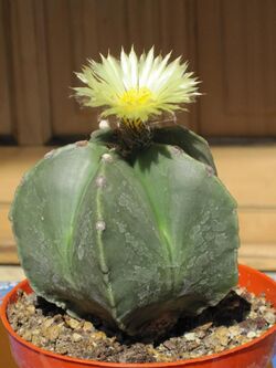 Astrophytum myriostigma nudum 5.JPG