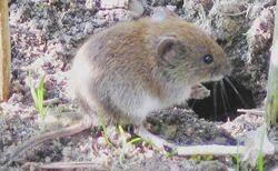 The bank vole ("Myodes glareolus") lives in woodland areas in Europe and Asia.