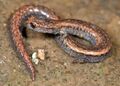 Batrachoseps nigriventris (Black-bellied Slender Salamander).jpg