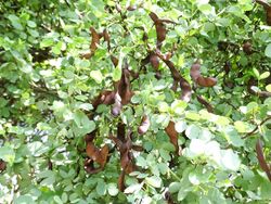 Bauhinia rufescens5.jpg