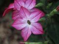 Beautiful pink flower close up.jpg
