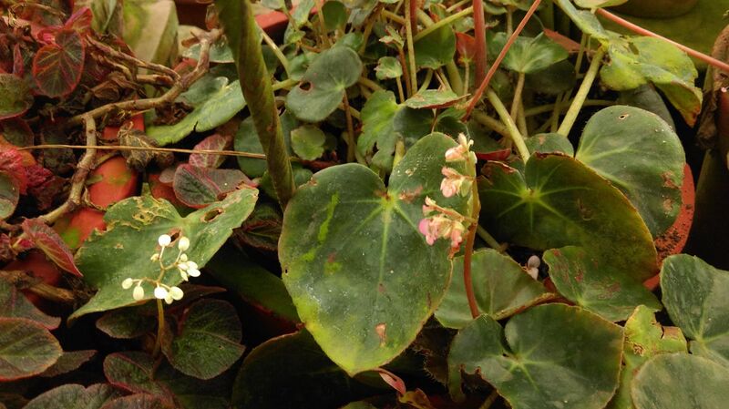 File:Begonia leaf.jpg