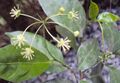 Blachia andamanica subsp. denudata 28.JPG