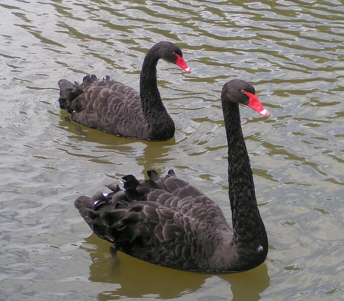 File:Black Swans.jpg