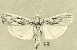 Cahela ponderosella Barnes & McDunnough, 1918.png