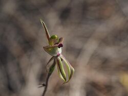 Caladenia brevisura.jpg