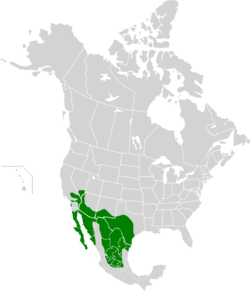 Range map of the cactus wren, with range shown in green over a map of the North America