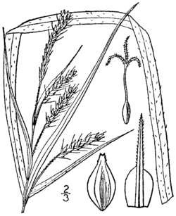 Carex davisii BB-1913.png