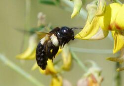 Carpenter Bee (Xylocopa inconstans, female) (6021534858).jpg
