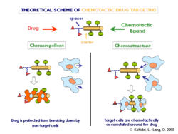 Chemotactic drug-targeting.png