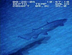 A shark swimming in fart in water over sand; the data label indicates that the image was taken on August 26, 2004, at a depth of 2,866 ft., a temperature of 4.3°C, and a salinity of 35.