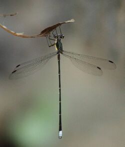 Chlorolestes conspicuus Conspicuous Malachite 2013 02 25.jpg